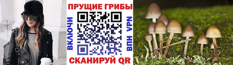 Псилоцибиновые грибы Cubensis  Аша 